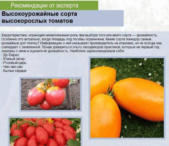 Рассада помидоров: как вырастить свою рассаду томатов на подоконнике на supersadovnik.ru