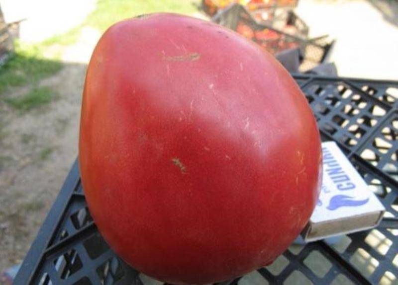 Высокий урожая и крупные плоды с деликатным вкусом: томат «орлиное сердце» — как вырастить самостоятельно без хлопот