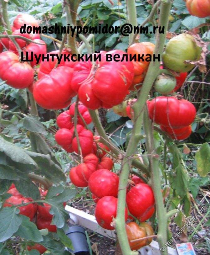 Как посадить и вырастить томат «шунтукский великан»