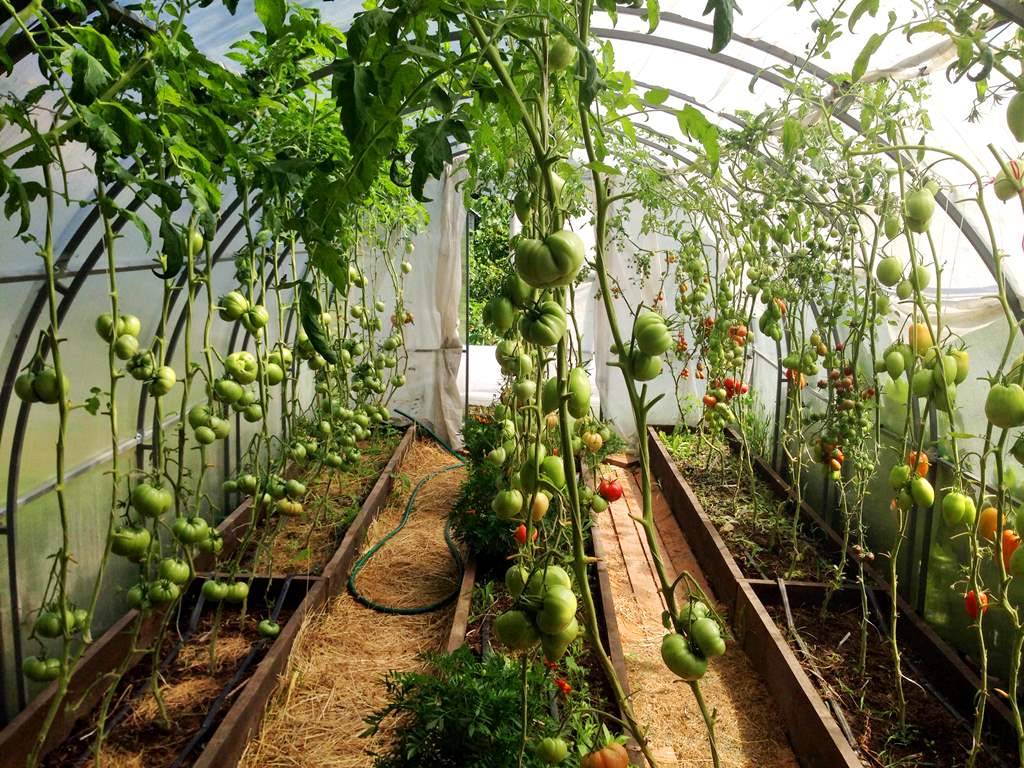 Пошаговая инструкция выращивания помидор в теплице | огородники