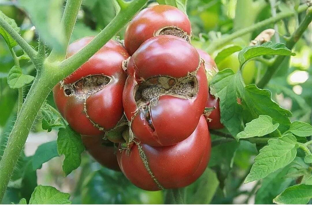 Почему трескаются помидоры на кусту при созревании: что делать?