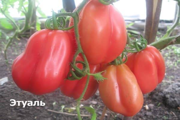 Томат этуаль: описание и характеристика сорта, отзывы об урожайности, фото помидоров