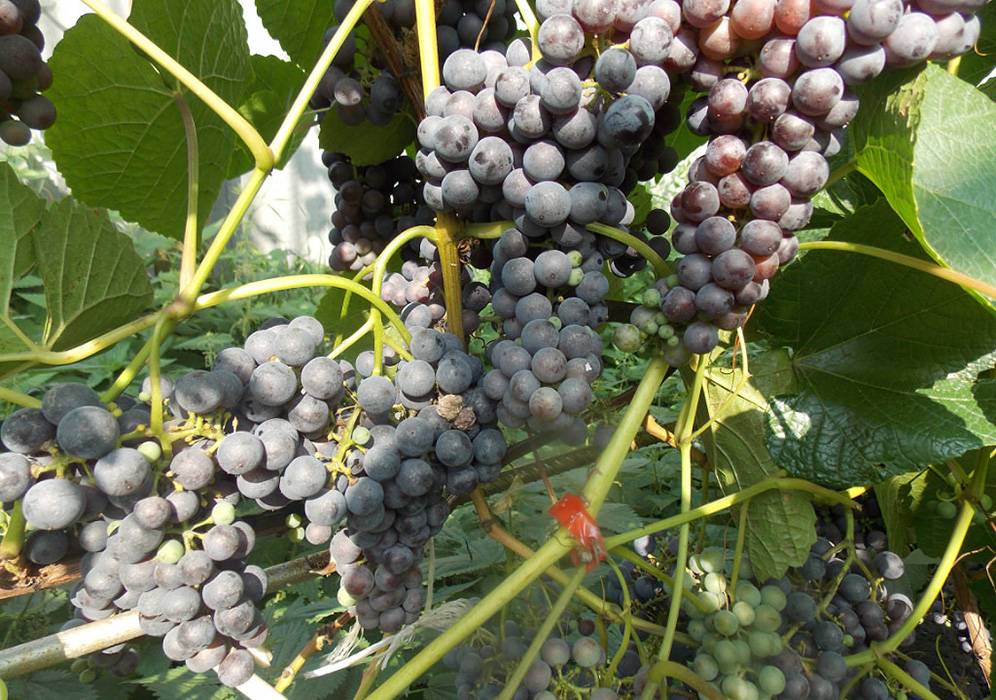 Описание и характеристики сорта винограда «сфинкс»