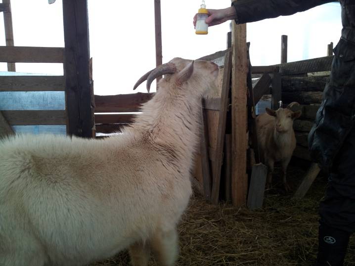 Кличка козленка 2. Кличка козы. Имя для козы. Кличка козленка. Имена для коз девочек красивые.