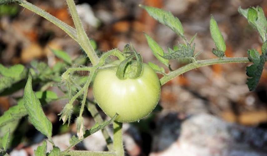 Трескаются помидоры в теплице: почему при созревании лопаются и растрескиваются томаты, красные в парнике
