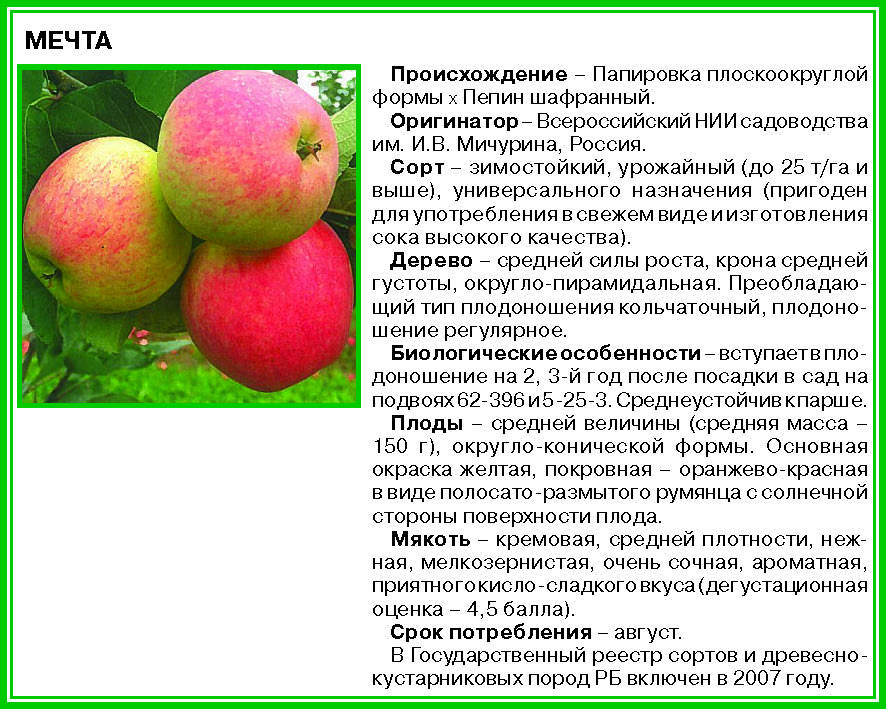Яблоня Братчуд: описание и характеристики сорта, выращивание и уход с фото