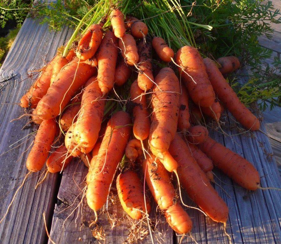 Как собрать семена моркови своими руками в домашних условиях. морковь на семена выращивание и уход. * vsetemi.ru