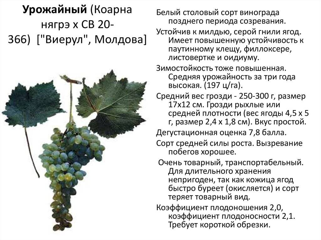 Рошфор виноград: описание сорта, характеристика и выращивание, уход