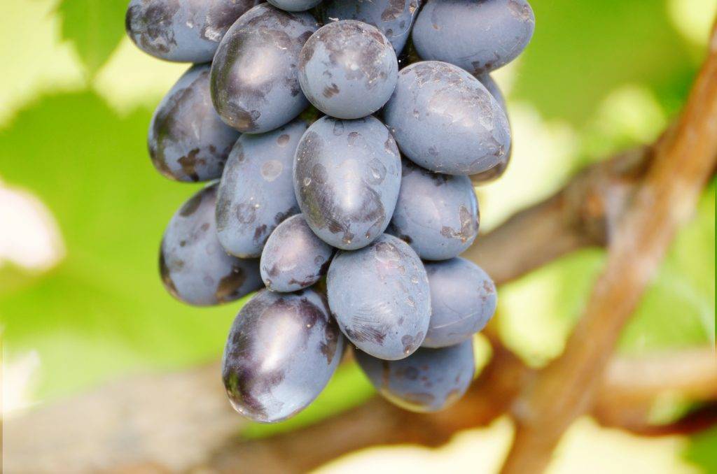 Описание, отзывы и правила выращивания сорта винограда арочный