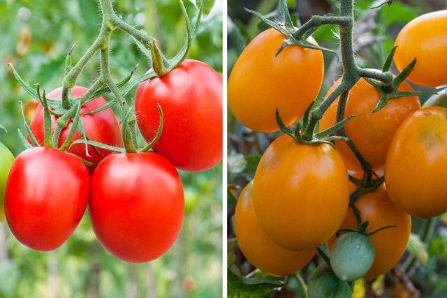 Описание и характеристики самых лучших сортов томатов для урала в открытом грунте