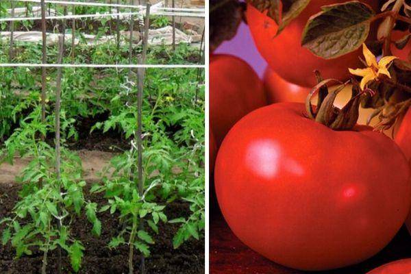 Описание сорта томата афродита, его урожайность и характеристики – дачные дела