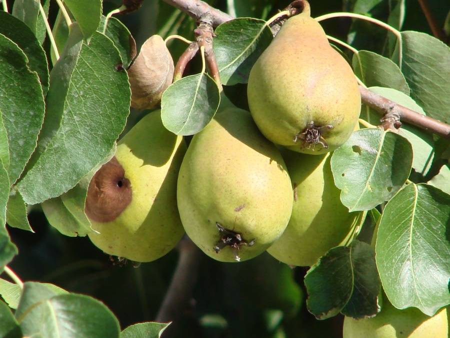 Монилиоз яблони – эффективные меры борьбы с опасным заболеванием