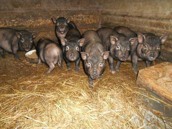 Вьетнамская свинья. описание, особенности, виды и разведение вьетнамских свиней