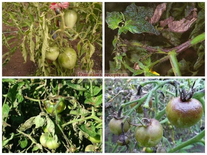 Фитофтора на помидорах - как бороться, в теплице, открытом грунте, фото, эффективные средства