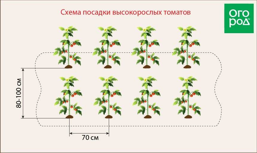 Схема посадки томатов в теплице: размещение, густота посадки, как и сколько можно посадить