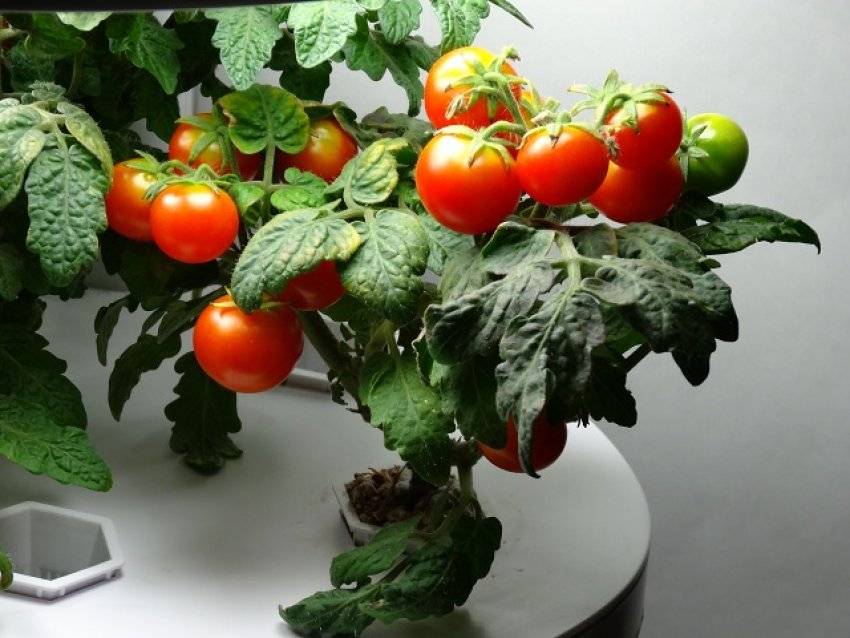 Сорта томатов для гидропоники