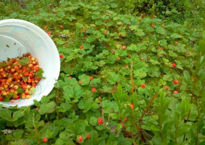 Морошка — размножение в домашних условиях, полезные свойства и противопоказания, выращивание в саду, где растет + фото ягоды