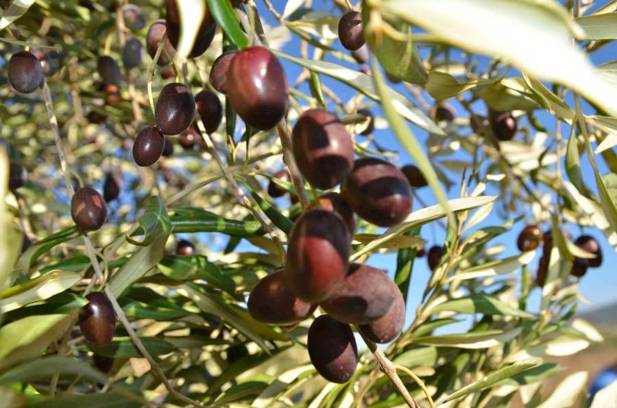 Какие бывают виды и сорта оливок