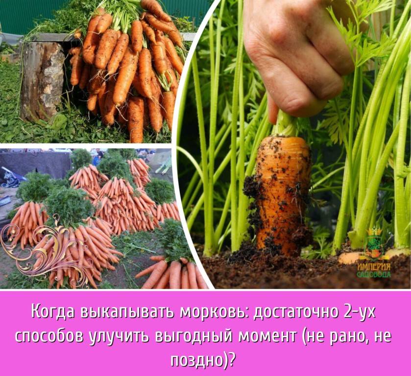 Когда и как правильно поливать морковь в открытом грунте
