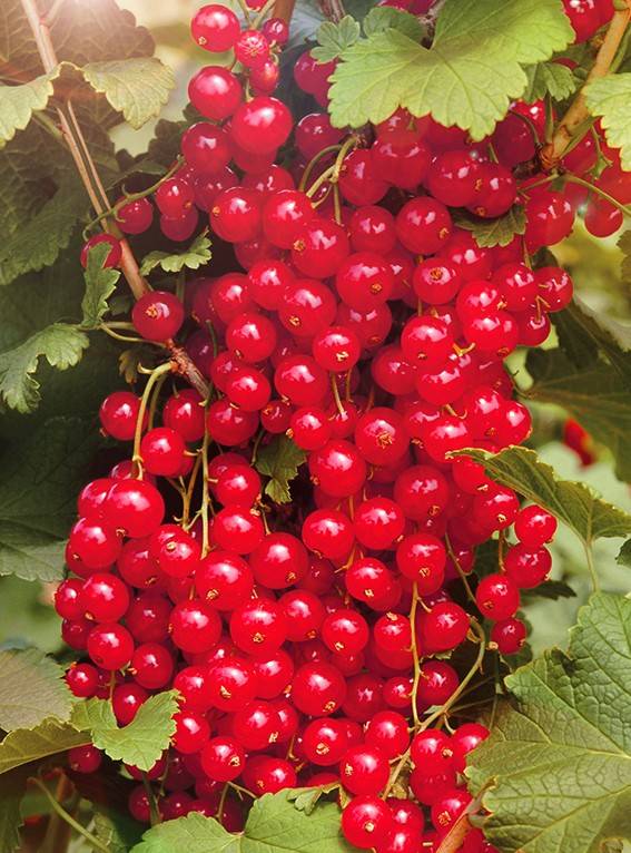Сорт смородины красной красная ранняя, описание сорта с характеристикой и отзывами, а также особенности посадки и выращивания