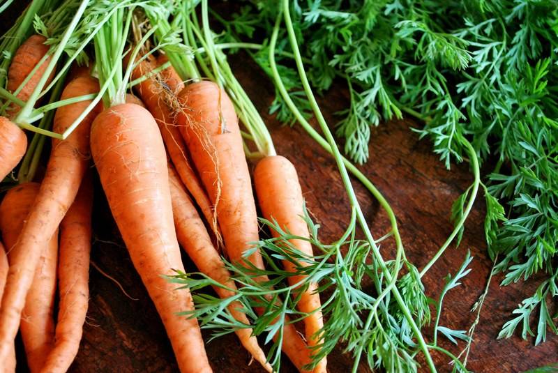 Кучерявится морковь: советы по спасению урожая | садоводство и огородничество