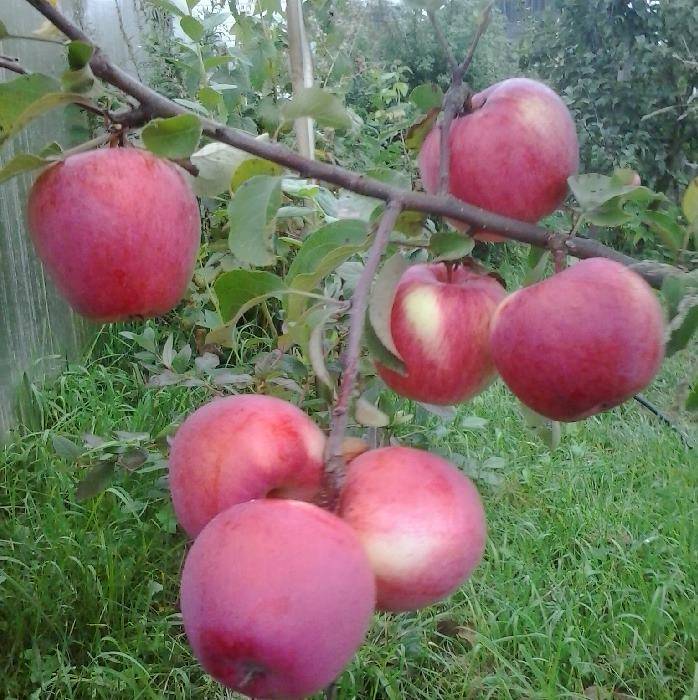 Позднезимний сорт яблони ренет черненко — фото, особенности, рекомендации по уходу