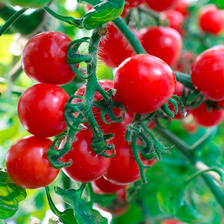 Томат принц боргезе: описание итальянского сорта, фото, отзывы, особенности выращивания помидора черри, посадка и уход
