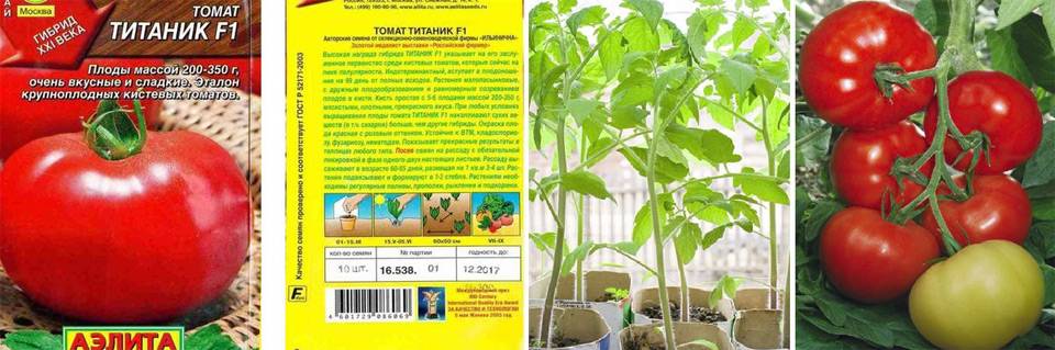 Томат титан и титаник: описание и характеристика, выращивание, фото