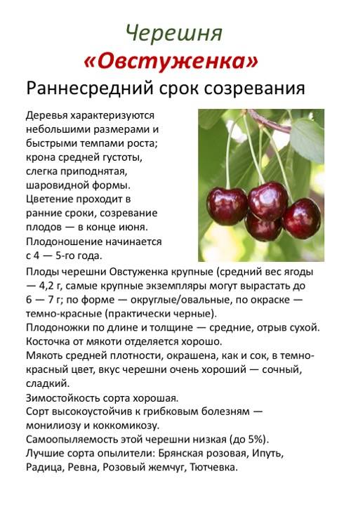 Выращивание вишни на юге, в центральной россии, на урале, в посмосковье и сибири из черенков и косточек: агротехника посадки и ухода за деревом