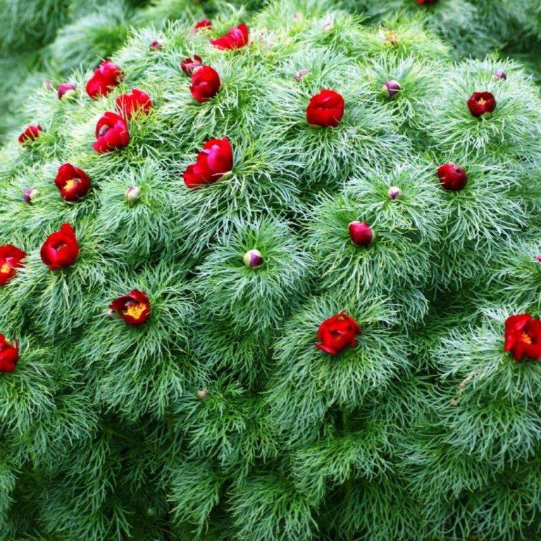 Пион степной узколистный: фото с описанием и характеристиками дикого растения, как ухаживать и размножать полевой цветок, лечебные свойства
