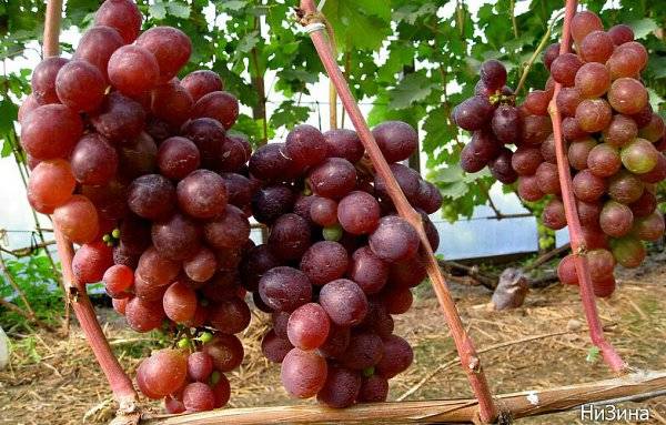 Сорт винограда низина: фото, отзывы, описание, характеристики.