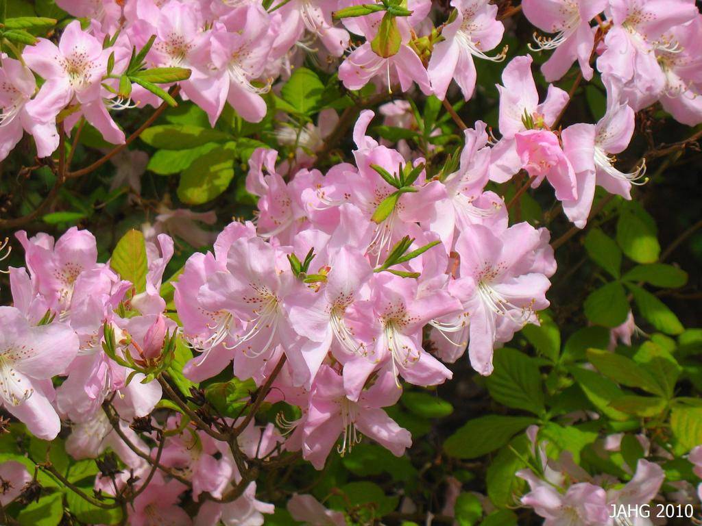 Розовое дерево в саду, или 10 правил ухода за рододендроном в открытом грунте
