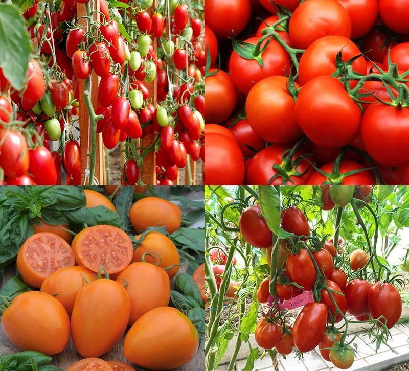 Лучшие сорта томатов для урала для теплиц и открытого грунта: проверено на собственном опыте