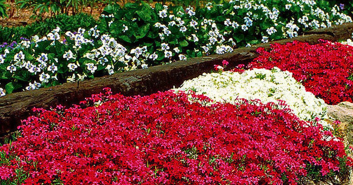 Цветы почвопокровные многолетние. цветущие почвопокровные растения для сада: названия и фото популярных
