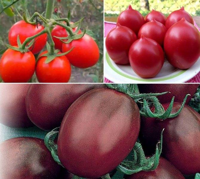 Обзор лучших сортов томатов для открытого грунта в Подмосковье