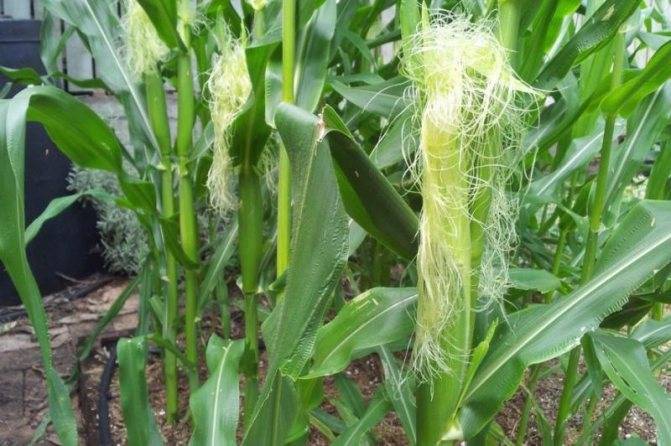 Выбираем подходящий сорт кукурузы для попкорна и выращиваем на собственном участке
