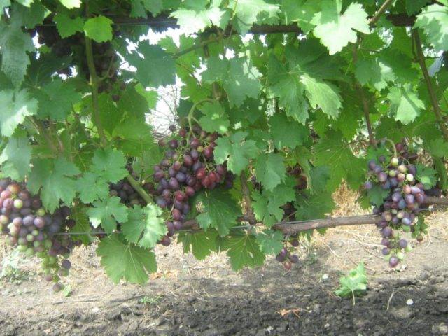 Виноград краса никополя: описание сорта, фото, отзывы — selok.info