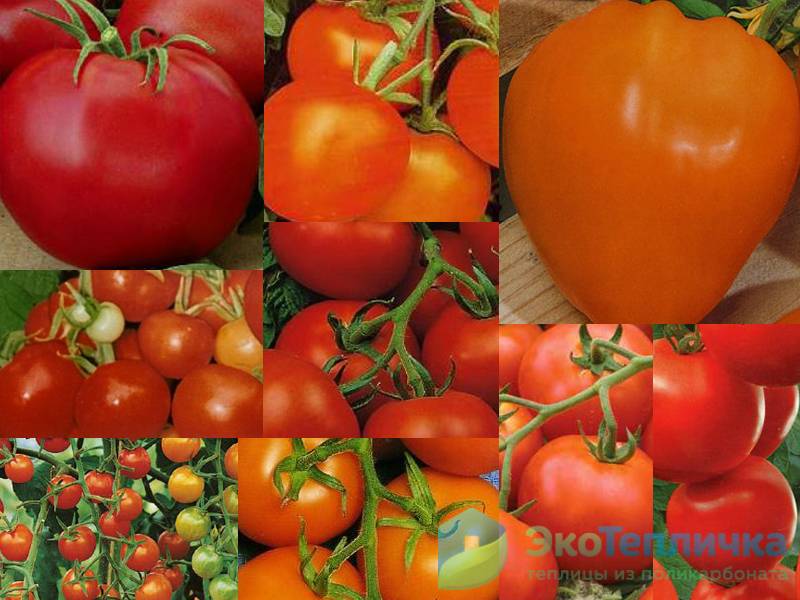 Обзор лучших сортов помидоров для Витебской области