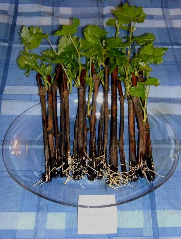 Как сажать виноград черенками: с корнями, без корней, фото, пошаговая инструкция выращивания в домашних условиях весной и осенью