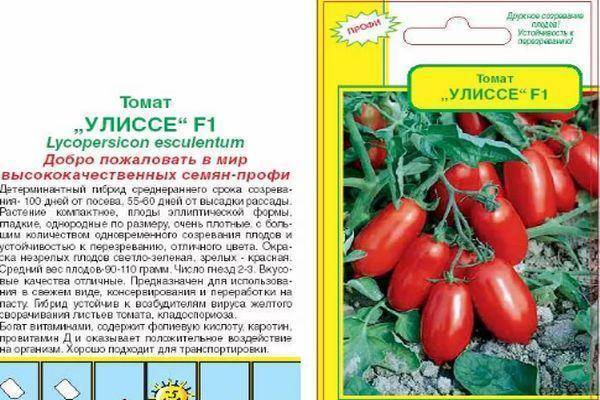 Описание сорта томата Улиссе, особенности выращивания и ухода