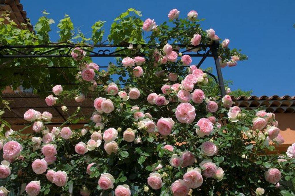 Садовая красавица на все времена – роза пьер де ронсар! как размножить цветок и заботиться о нем?