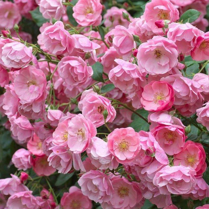 Характеристика и описание сорта розы гейша, выращивание и уход