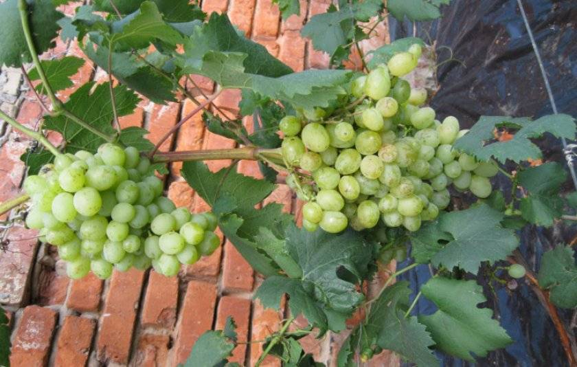 Описание и характеристики винограда сорта Галахад, достоинства и недостатки