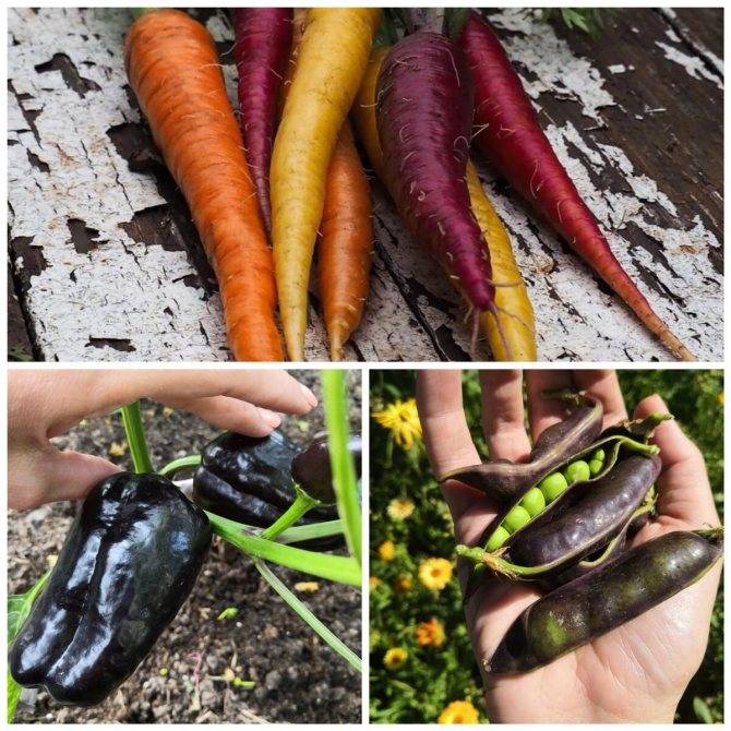 Черная морковь: описание и особенности ухода за сортом