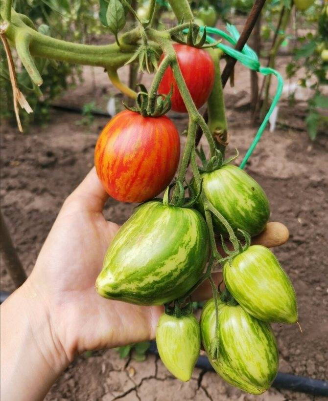 ᐉ томат донской f1 отзывы, дон помидор - zooshop-76.ru