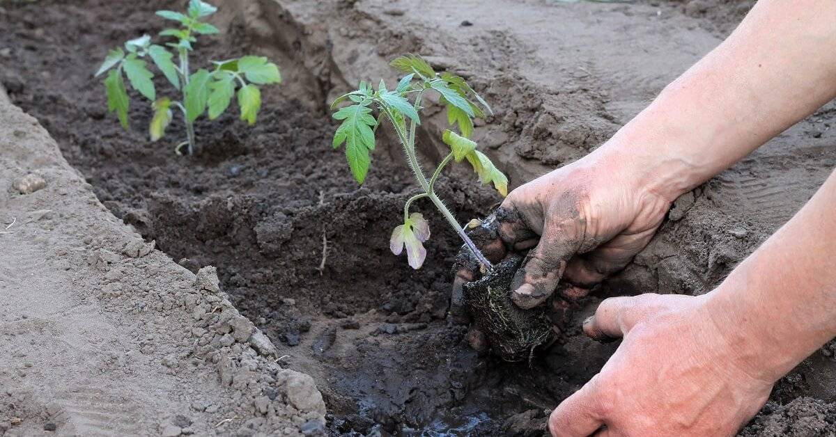 Схемы посадки помидоров в открытом грунте — достоинства и минусы разных типов высаживания