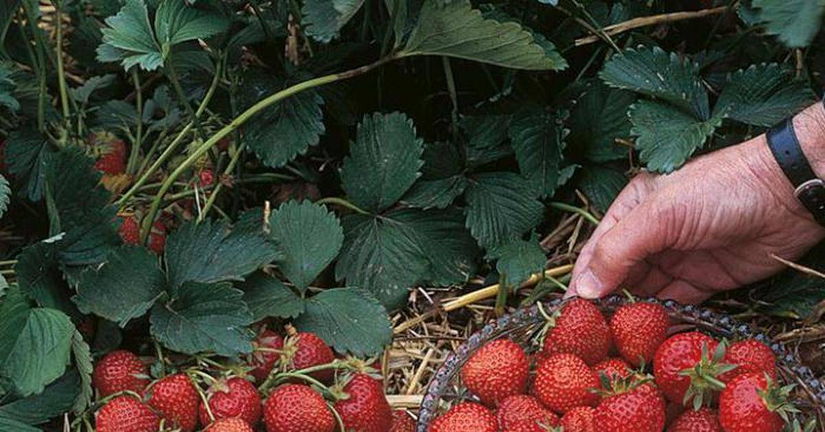 Клубника флоренс: описание и характеристика сорта, особенности ухода и выращивания, фото