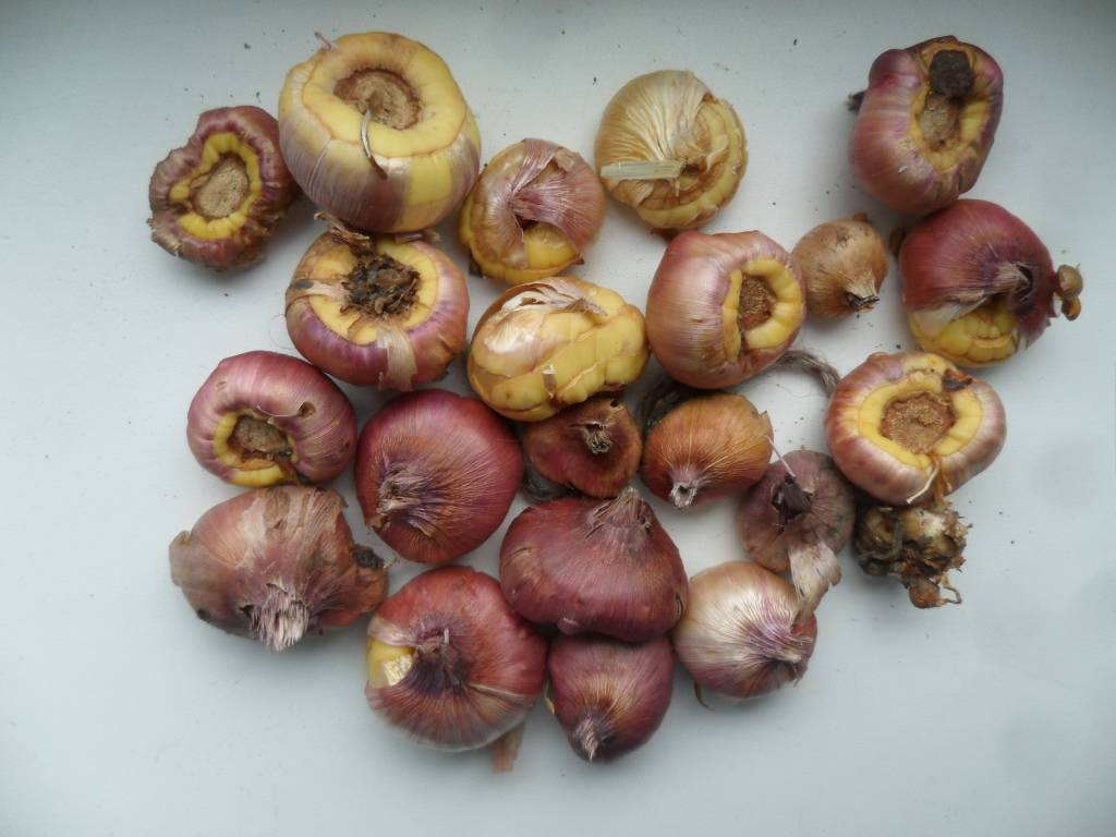 Как вырастить крупные луковицы гладиолусов из деток | садоводство и огородничество
