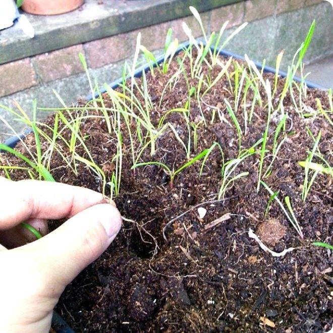 Выращивание рассады гацании из семян и посадка в грунт