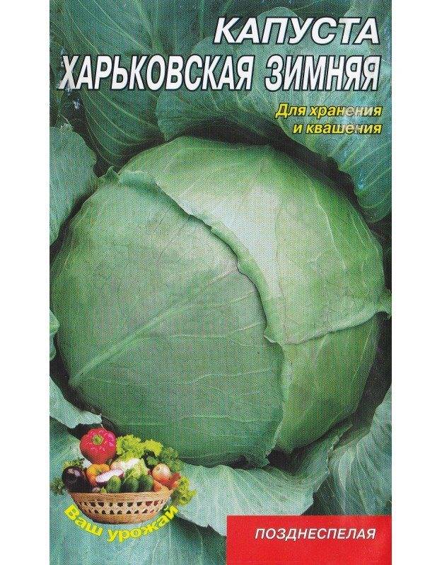 Капуста сорта харьковская зимняя: описание и характеристика, особенности выращивания и ухода за капустой, фото